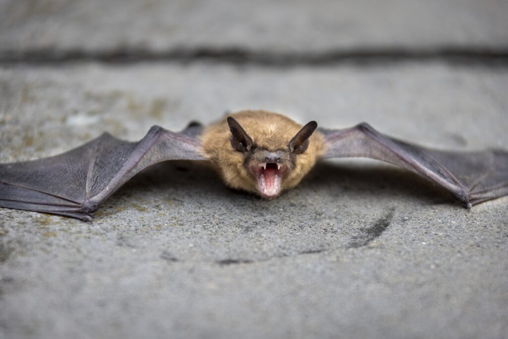 image of a bat spreading nippah virus